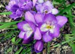 Photo Freesia, lilac herbaceous plant