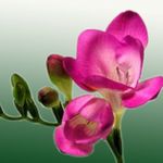 foto Freesia, rosa planta herbácea