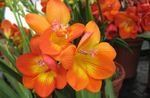 Photo Freesia, orange herbaceous plant