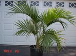 Nuotrauka Garbanotas Palmių, Kentia Palmių, Palmių Rojus, žalias medis