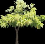 Fil Pisonia, ljus-grön träd