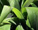 Curculigo, Palm Gräs
