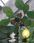 mynd Guava, Suðrænum Guava, grænt tré