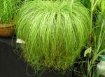 Nuotrauka Carex, Viksvų, šviesiai žalia 