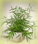 Foto Miniatur-Bambus, grün 