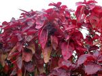 Photo Fire Dragon Acalypha, Hoja de Cobre, Copper Leaf, red shrub