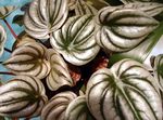 fénykép Radiátor Növény, Görögdinnye Begónia, Baby Gumifa, ezüstös 