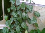 フォト セレベスペッパー、壮大コショウ, 暗緑色 つる植物