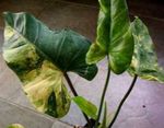 フォト フィロデンドロンの蔓, モトリー つる植物