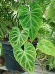 フォト フィロデンドロンの蔓, 緑色 つる植物