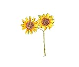 Fiore - Girasole - Gigante Single Giallo - 50 Seme - Confezione Risparmio foto, miglior prezzo EUR 1,23 nuovo 2025