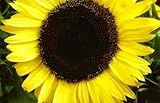 Semi di girasole di limone regina - Helianthus annuus foto, miglior prezzo EUR 3,79 nuovo 2025