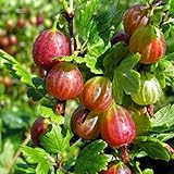 Vivai Le Georgiche Uva Spina Rossa foto, miglior prezzo EUR 19,99 nuovo 2025