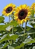 TROPICA - Girasole - Titan F1 (Helianthus annuus) - Altezza: 400 fino a 450 cm - 40-semi foto, miglior prezzo EUR 2,59 nuovo 2025