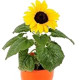 Semi di girasole comuni - Helianthus annuus foto, miglior prezzo EUR 2,49 nuovo 2025