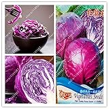 Pinkdose Originale Viola cavolo Sementi di verdure Brassica oleracea Piante Semi pacchetto-vero per il giardino domestico foto, miglior prezzo  nuovo 2024