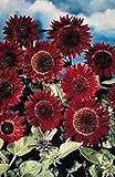 GIRASOLE PRADO ROSSO NR. 20 SEMI foto, miglior prezzo EUR 2,00 nuovo 2025