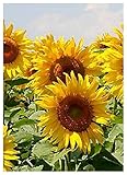 TROPICA - Girasole Golden Dream (Helianthus annuus) - 20 Semi- Girasoli foto, miglior prezzo EUR 3,50 nuovo 2025