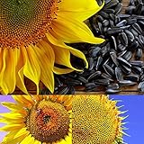 BigFamily 1Pack Semi di Girasole Fiore Bonsai Piante in vaso Helianthus Annuus per il giardino foto, miglior prezzo EUR 7,55 nuovo 2025