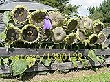 20 pezzi semi di girasole gigante giganti grandi semi di fiori di girasole nero russo semi di girasole per il giardino di casa foto, miglior prezzo EUR 10,99 nuovo 2025