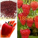 semi di fragola 500 grandi semi di fragola gigante e deliciouns NO-OGM rari semi bonsai da frutto da piantare giardino di casa foto, miglior prezzo EUR 10,99 nuovo 2024