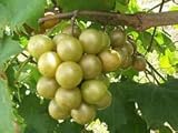 Las semillas de Vitis rotundifolia bronce moscatel de uva! Foto, mejor precio 17,40 € nuevo 2024