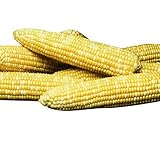 Sweet Corn Honey 'N Pearl F1 - Insect Guard Treated Vegetable Seeds - 1,000 Seeds Photo, best price $15.99 new 2024