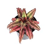 Plants for Pets Live Bromeliad Plant, Cryptanthus Bivittatus Bromeliads, Potted Houseplants with Planter Pot, Perennial Plants for Home Décor or Outdoor Garden, Fully Rooted in Potting Soil Photo, best price $16.23 new 2024