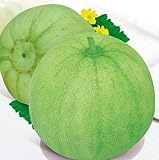 20 Seeds of Japanese Sakata Melon - Sweet Fragrant Melon - Green Muskmelon Seeds Photo, best price $13.79 new 2024