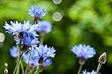 Sweet Yards Seed Co. Blue Cornflower Seeds – Bachelor Buttons – Extra Large Packet – Over 5,000 Open Pollinated Non-GMO Wildflower Seeds – Centaurea cyanus Photo, best price $7.97 new 2025