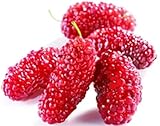 100 Piezas De Semillas De Morera Frutas De Arbusto De árbol Fruta Dulce De Morera Roja Para Disfrutar Año Tras Año Semillas De Frambuesa Para La Plantación De Jardines Domésticos Foto, mejor precio 4,99 € nuevo 2025