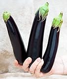 Aubergine Lang Purpur - Eierfrucht - 60 Samen Foto, bester Preis 1,60 € neu 2024