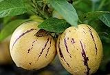 100+ Pepino Melon Seeds Ginseng Fruit Seeds for Planting Photo, best price $7.99 ($0.08 / Count) new 2024