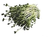 250 g BIO Keimsprossen Daikon-Rettich Samen für die Sprossenanzucht Sprossen Microgreen Mikrogrün Foto, bester Preis 6,09 € (24,36 € / kg) neu 2024