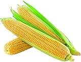 David's Garden Seeds Corn Super Sweet GSS1170 (Yellow) 100 Non-GMO, Hybrid Seeds Photo, best price $4.45 new 2025