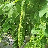 50 Pcs Non-GMO Bitter Gourd Seeds Bitter Melon Seeds Bitter Squash Seeds Balsam Pear Photo, best price $7.99 new 2024