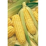 Semillas hortícolas - Maíz dulce golden bantam - Mascarell Foto, mejor precio 1,95 € nuevo 2025