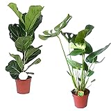 Zimmerpflanze 2er Pflanzen-Set Geigenfeige und Fensterblatt | Ficus Lyrata + Monstera Deliciosa  | Lieferhöhe: 60 cm und 80 cm | 2 Stück Topf Ø 17cm Foto, bester Preis 39,99 € neu 2024