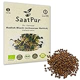 SaatPur Bio Keimsprossen - schwarzer Rettich Radish Black - Sprossen/Microgreen - 50g Foto, bester Preis 3,99 € neu 2024