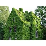 Creeper Semillas Verde Anti-Radiationul Traviole Bandeja de Bonsai Plantas Trepadoras para La Casa Y El Jardín (40Pcs/Bagivy) Foto, mejor precio 7,29 € nuevo 2024