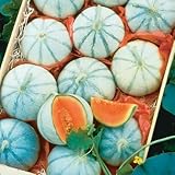 10 Savor Melon Seeds | Exotic Garden Fruit Seeds to Plant | Sweet Exotic Melons, Grow and Eat Photo, best price $9.99 ($1.00 / Count) new 2024