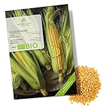 BIO Zuckermais Samen (Golden Bantam, 30 Korn) - Mais Saatgut aus biologischem Anbau ideal für die Anzucht im Garten, Balkon oder Terrasse Foto, bester Preis 4,90 € neu 2024