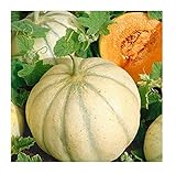 David's Garden Seeds Fruit Melon Charentais 7667 (Orange) 50 Non-GMO, Heirloom Seeds Photo, best price $4.95 new 2024