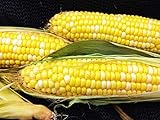 Early Sunglow Hybrid (su) Corn Seeds - Non-GMO Photo, best price $6.99 ($9.99 / Ounce) new 2025