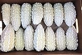 Exotic White Bitter Gourd Seeds for Planting - 10 Seeds White Bitter Melon - Rare and Hard to Find. Ships from Iowa, USA Photo, best price $10.29 ($1.03 / Count) new 2025