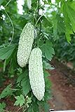 MOCCUROD 15pcs White Pearl Bitter Melon Seeds Rare Vegetable Bitter Gourd Calabash Photo, best price $7.99 ($0.53 / Count) new 2025