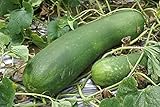 20 Organic Huge Chinese Asian Winter Melon Seeds Wax Gourd - Seed from Year 2021 USA Photo, best price $7.98 new 2025