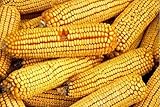 David's Garden Seeds Corn Dent Reids 8112 (Yellow) 100 Non-GMO, Heirloom Seeds Photo, best price $4.45 new 2025