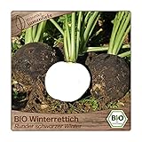 Samenliebe BIO Winterrettich Samen alte Sorte Runder schwarzer Winter scharfer Rettich rundes Wintergemüse schwarz 100 Samen samenfestes Gemüse Saatgut für Gewächshaus Freiland und Balkon Foto, bester Preis 3,39 € neu 2024