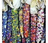 Gem Corn Seeds for Planting(50 Seeds) Photo, best price $7.98 ($0.16 / Count) new 2025